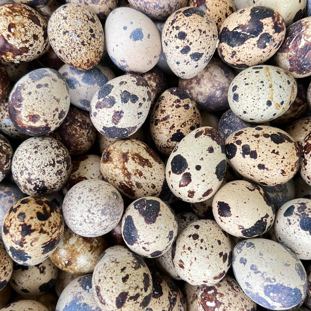 【特選鵪鶉蛋｜批發】新鮮鵪鶉蛋(鳥蛋) 30顆裝