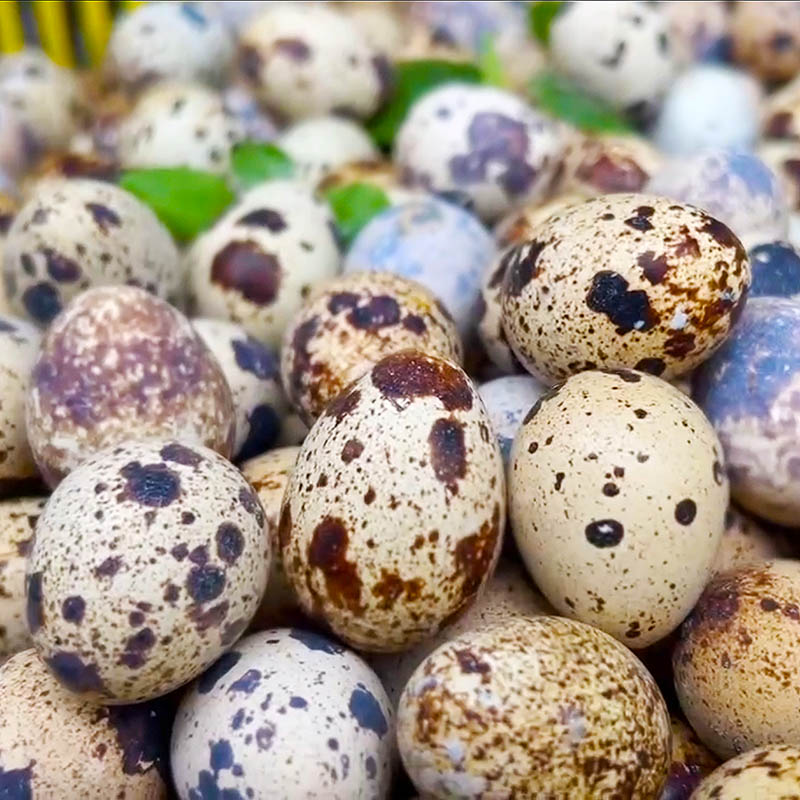 【特選鵪鶉蛋｜批發】新鮮鵪鶉蛋(鳥蛋) 一公斤裝
